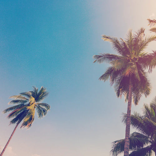 Two palm trees against a clear blue sky